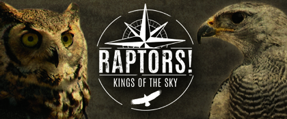 Raptors! Kings of the Sky